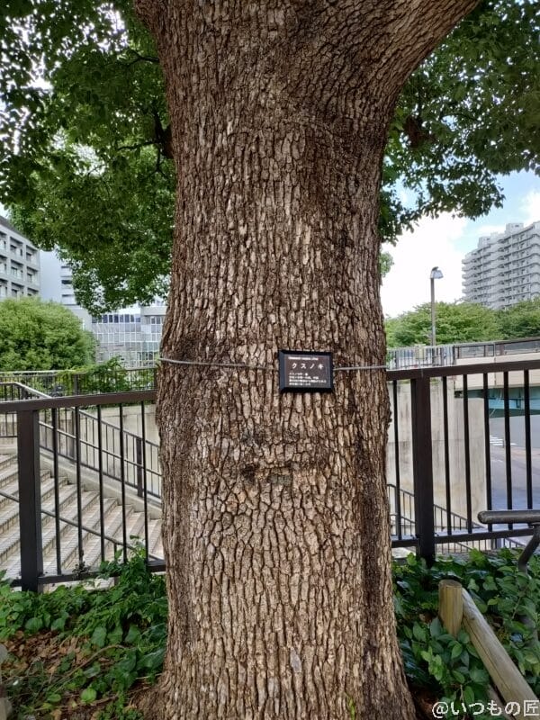 OPPO Reno5A 広角レンズ撮影1倍