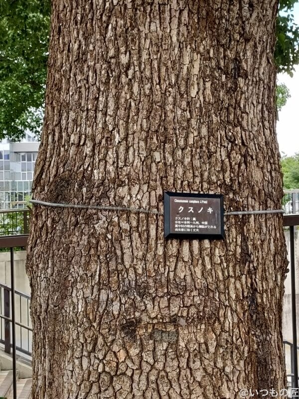 OPPO Reno5A 広角レンズ撮影2倍