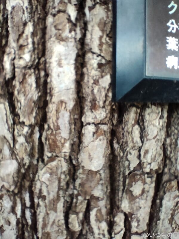 OPPO Reno5A マクロレンズ撮影