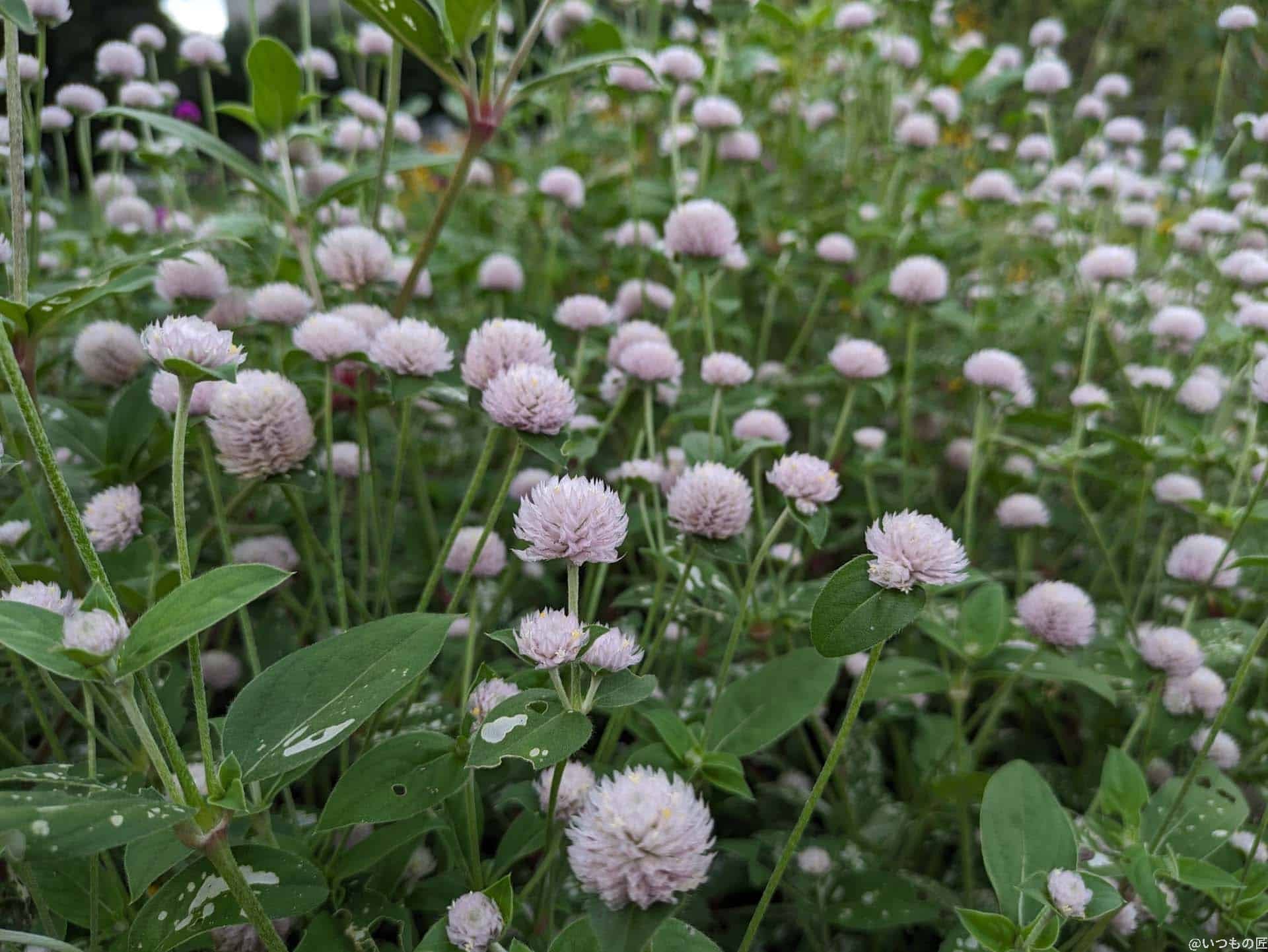 google-pixel-7a-photo-macro-01 | モバイル比較レビュー.jp Google Pixel 7a マクロ作例1