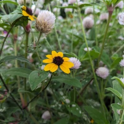 google-pixel-7a-photo-macro-03 | モバイル比較レビュー.jp Google Pixel 7a マクロ作例3