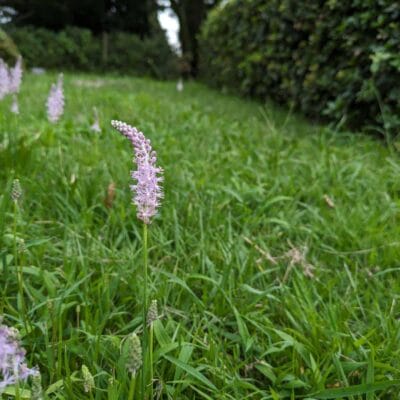 google-pixel-7a-photo-macro-05 | モバイル比較レビュー.jp Google Pixel 7a マクロ作例5