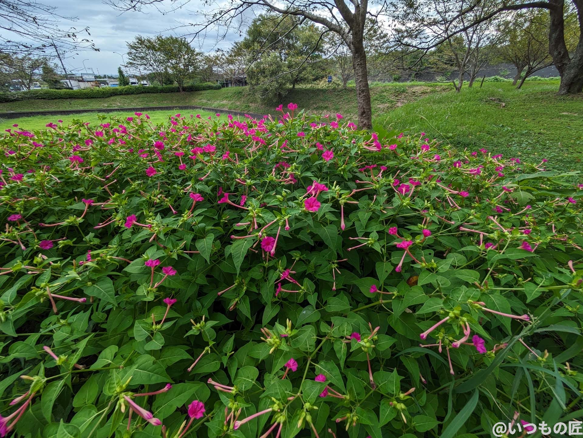 google-pixel-7a-photo-zoom-05-1 | モバイル比較レビュー.jp 超広角カメラ(光学ズーム0.5倍)
