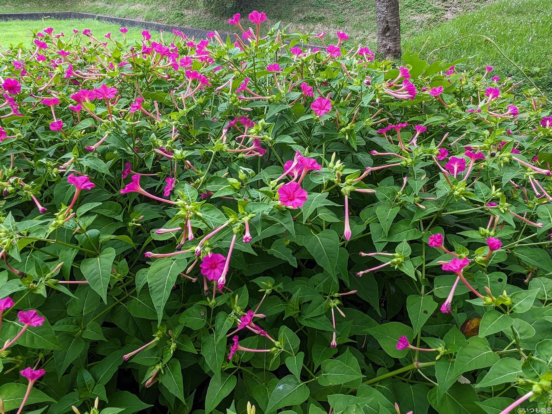 google-pixel-7a-photo-zoom-10-1 | モバイル比較レビュー.jp 広角カメラ(光学ズーム1倍)