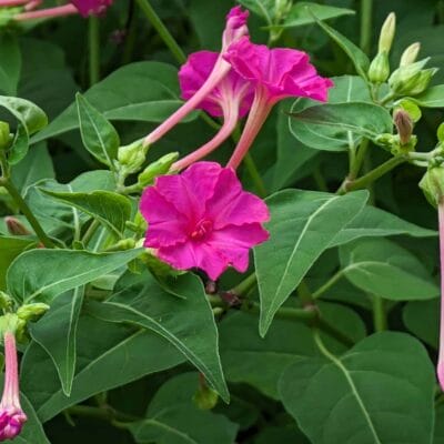 google-pixel-7a-photo-zoom-40-1 | モバイル比較レビュー.jp デジタルズーム 4.0倍