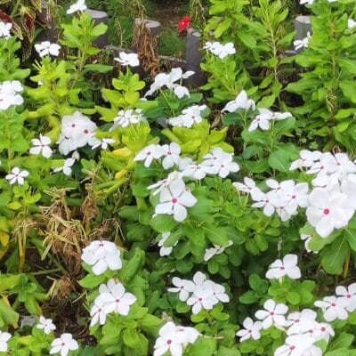 OPPO Reno9 A広角カメラでの倍率２倍撮影