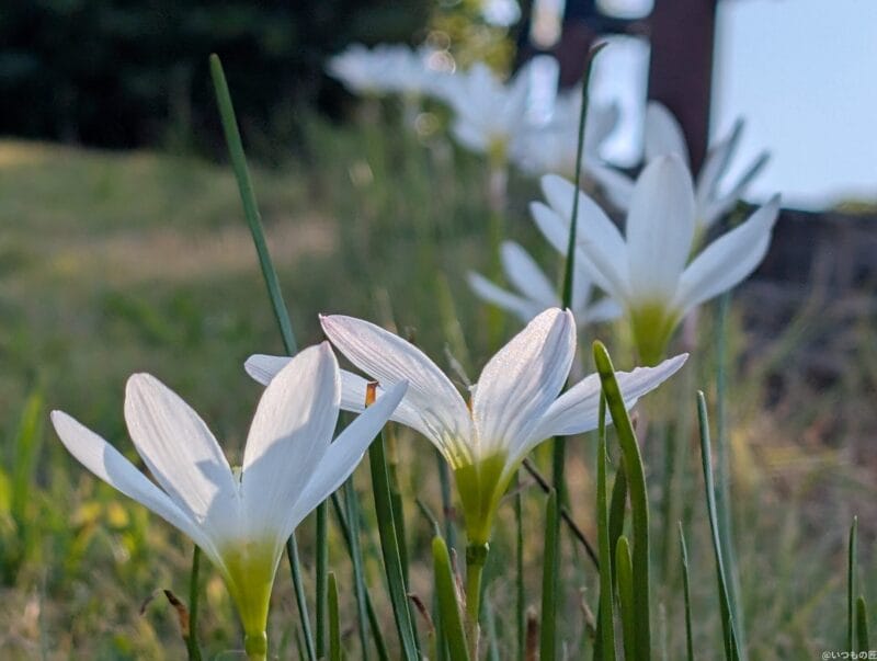 google pixel 9 pro xlのカメラで撮影した風景写真 | モバイル比較レビュー.jp Google Pixel 9 Pro XL カメラ Google Pixel 9 Pro XLで撮影した風景写真