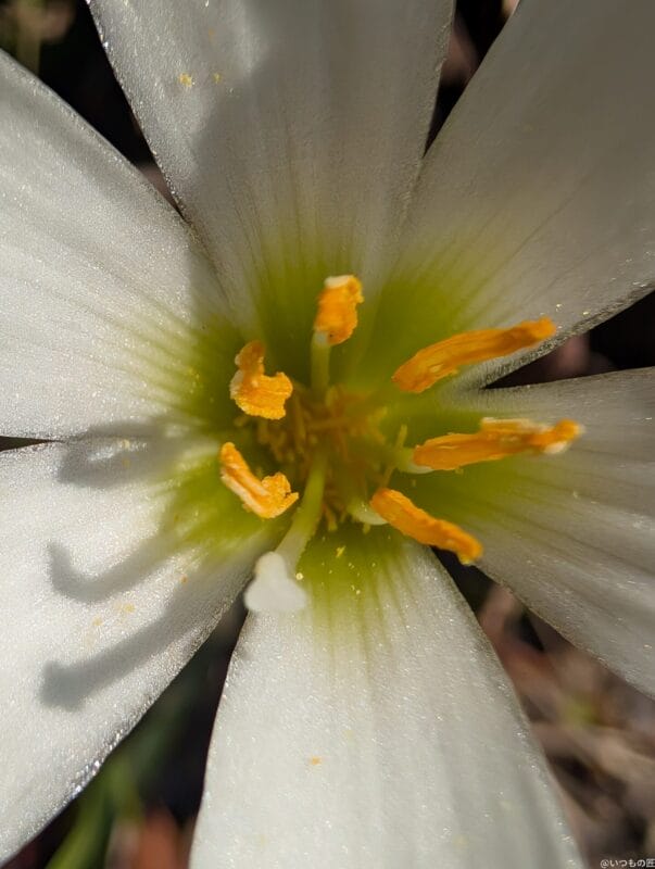 Google Pixel 9 Pro XL カメラ Google Pixel 9 Pro XL でマクロ撮影した写真