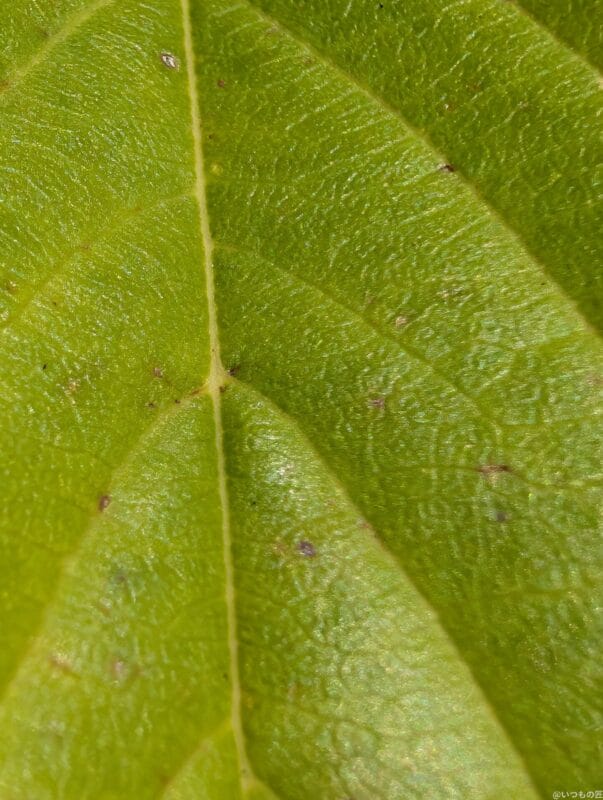 Google Pixel 9 Pro XL カメラ Google Pixel 9 Pro XL でマクロ撮影した写真