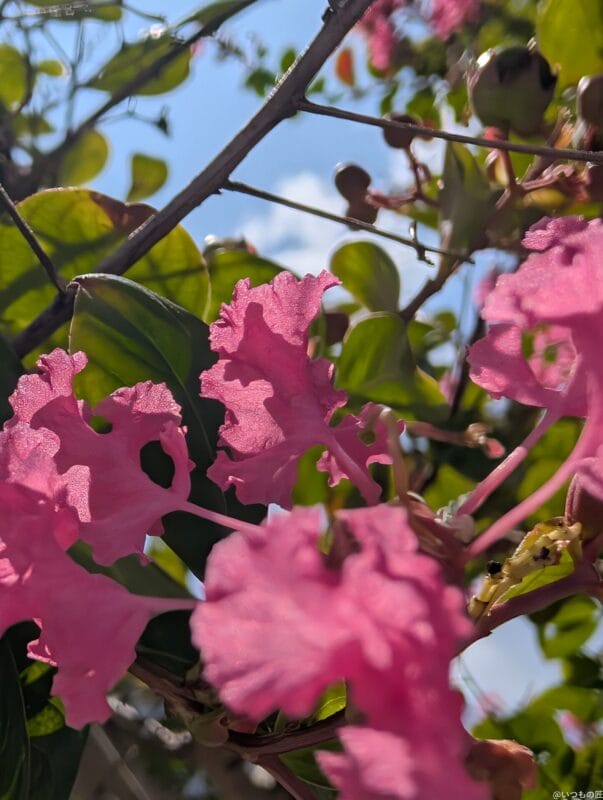 Google Pixel 9 Pro XL カメラ Google Pixel 9 Pro XL でマクロ撮影した写真