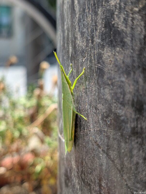 Google Pixel 9 Pro XL カメラ Google Pixel 9 Pro XL でマクロ撮影した写真