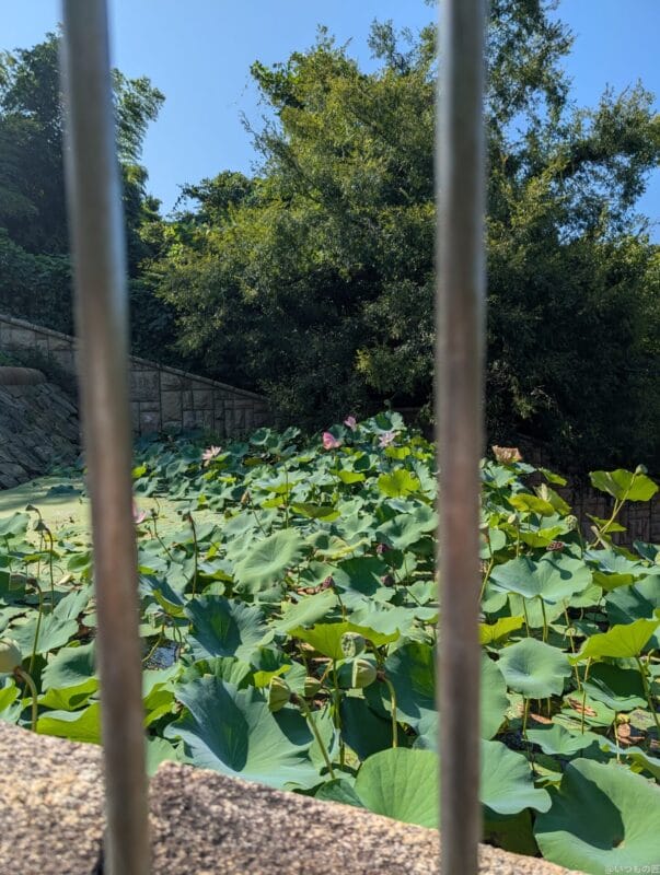 Google Pixel 9 Pro XLのカメラでズーム撮影した風景写真