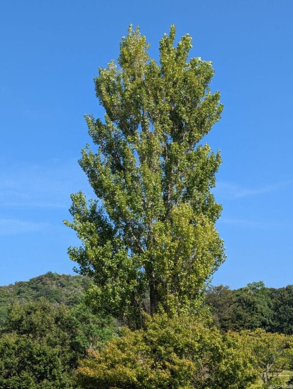 google pixel 9 pro xlのカメラでズーム撮影した風景写真 | モバイル比較レビュー.jp Google Pixel 9 Pro XL カメラ Google Pixel 9 Pro XLでズーム撮影した風景写真