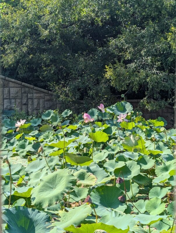 google pixel 9 pro xlのカメラでズーム撮影した風景写真 | モバイル比較レビュー.jp Google Pixel 9 Pro XL カメラ Google Pixel 9 Pro XLでズーム撮影した風景写真