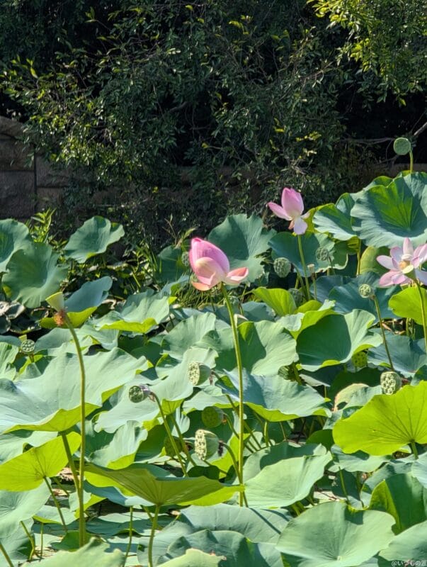 google pixel 9 pro xlのカメラでズーム撮影した風景写真 | モバイル比較レビュー.jp Google Pixel 9 Pro XL カメラ Google Pixel 9 Pro XLでズーム撮影した風景写真