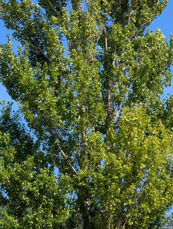 Google Pixel 9 Pro XL カメラ Google Pixel 9 Pro XLでズーム撮影した風景写真