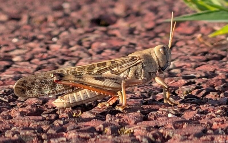 Google Pixel 9 Pro カメラ Google Pixel 9 Pro で撮影した風景写真