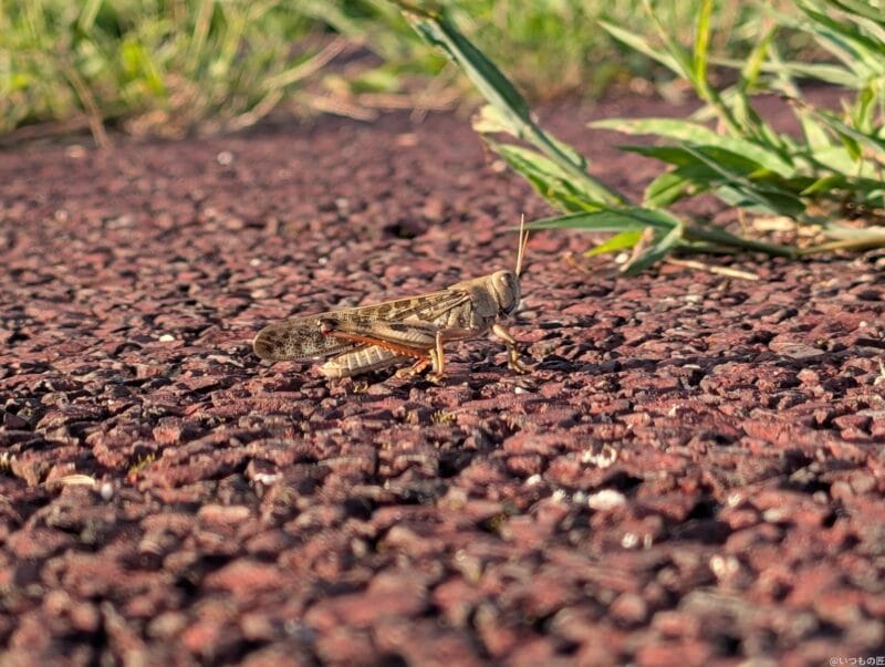 Google Pixel 9 Pro カメラ Google Pixel 9 Pro で撮影した風景写真