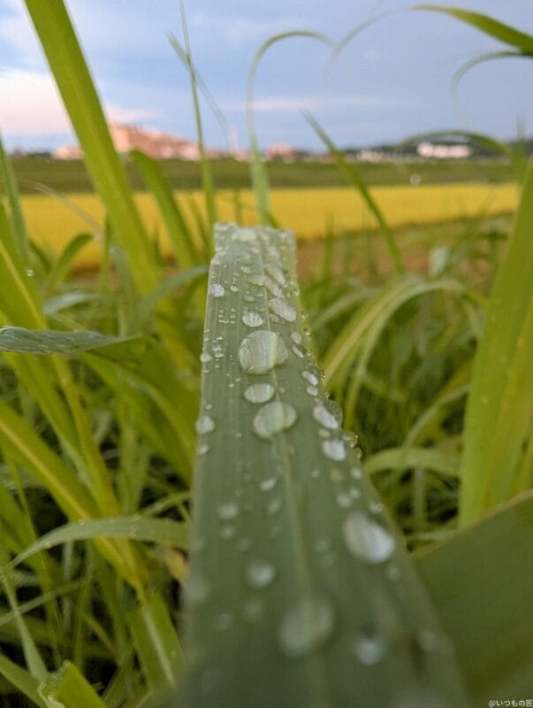 Google Pixel 9 Pro カメラ Google Pixel 9 Pro でマクロ撮影した写真