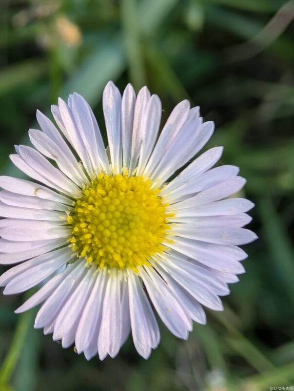 google pixel 9 proのカメラでマクロ撮影した写真 | モバイル比較レビュー.jp Google Pixel 9 Pro カメラ Google Pixel 9 Pro でマクロ撮影した写真