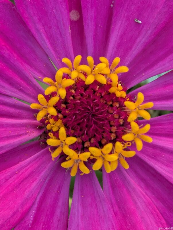 Google Pixel 9 Pro カメラ Google Pixel 9 Pro でマクロ撮影した写真