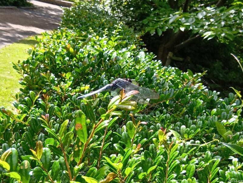 AQUOS wish4 カメラ AQUOS wish4 で撮影した風景写真