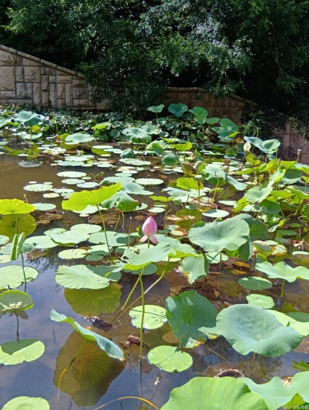 aquos wish4 で撮影した風景写真 | モバイル比較レビュー.jp AQUOS wish4 カメラ AQUOS wish4 で撮影した風景写真