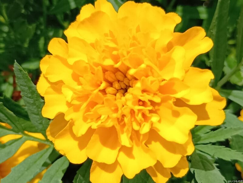 aquos wish4 でマクロ撮影した写真 | モバイル比較レビュー.jp AQUOS wish4 カメラ AQUOS wish4 でマクロ撮影した写真