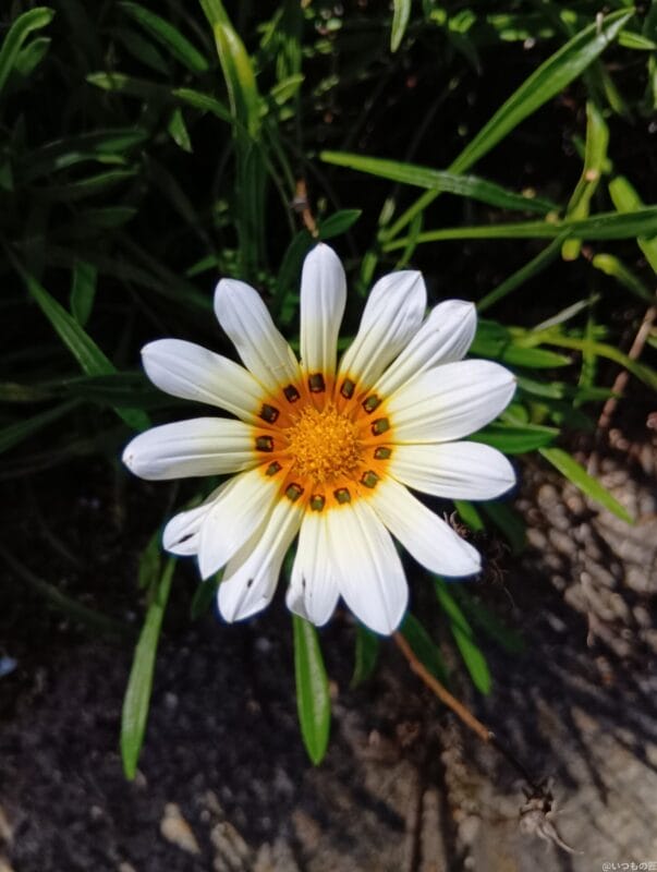 aquos wish4 でマクロ撮影した写真 | モバイル比較レビュー.jp AQUOS wish4 カメラ AQUOS wish4 でマクロ撮影した写真