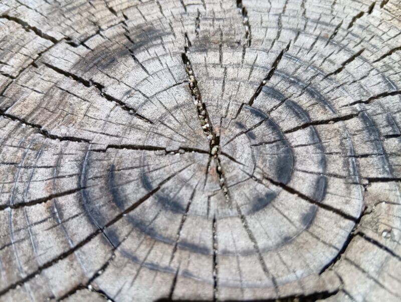 AQUOS wish4 カメラ AQUOS wish4 でマクロ撮影した写真