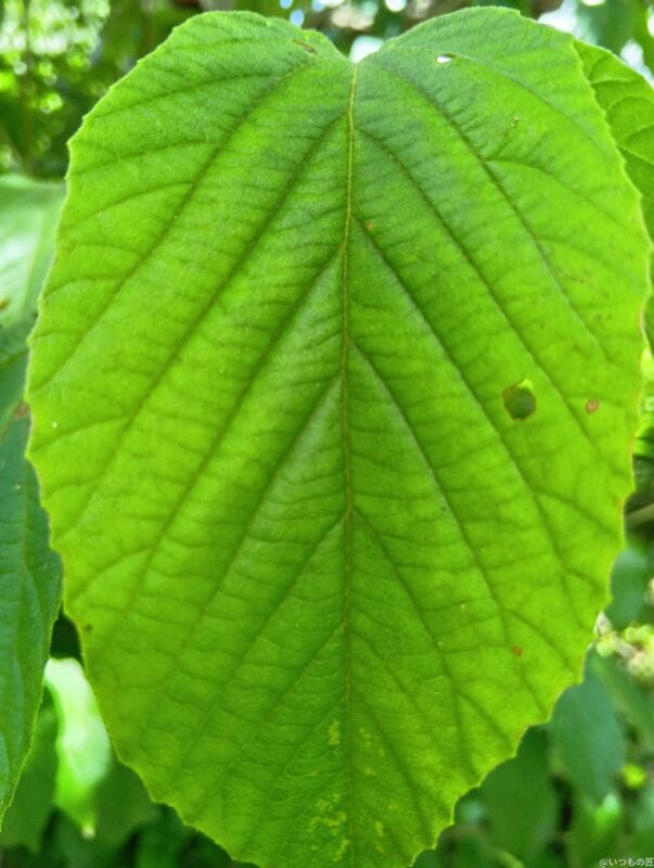 aquos wish4 でマクロ撮影した写真 | モバイル比較レビュー.jp AQUOS wish4 カメラ AQUOS wish4 でマクロ撮影した写真