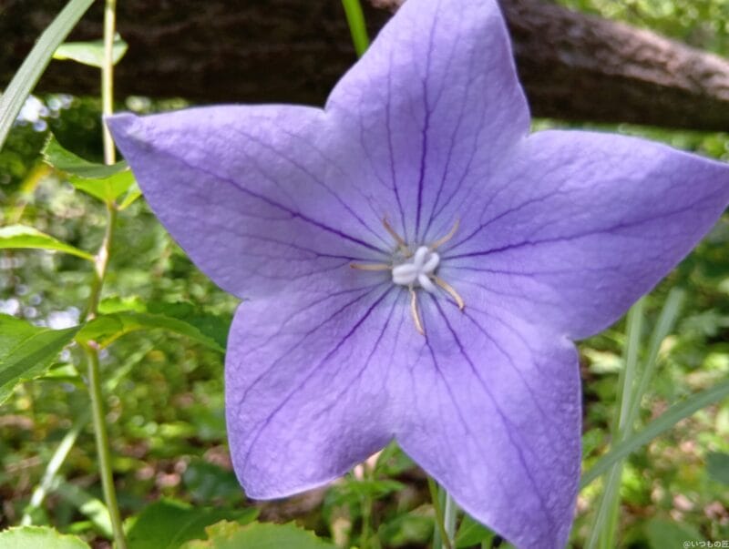 aquos wish4 でマクロ撮影した写真 | モバイル比較レビュー.jp AQUOS wish4 カメラ AQUOS wish4 でマクロ撮影した写真