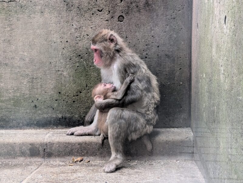 Google Pixel 9 カメラ Google Pixel 9 で撮影した風景写真