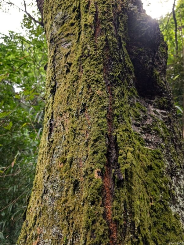 google pixel 9 で撮影した風景写真 | モバイル比較レビュー.jp Google Pixel 9 カメラ Google Pixel 9 で撮影した風景写真