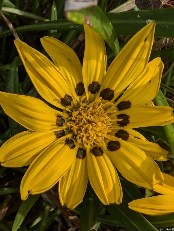 Google Pixel 9 カメラ Google Pixel 9 でマクロ撮影した写真