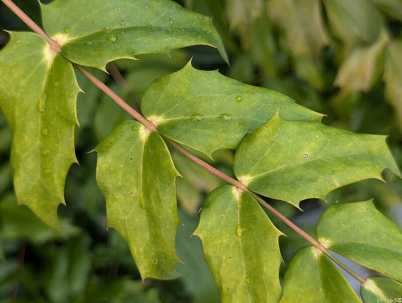 Google Pixel 9 カメラ Google Pixel 9 でマクロ撮影した写真