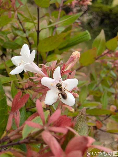Google Pixel 9 カメラ Google Pixel 9 でマクロ撮影した写真