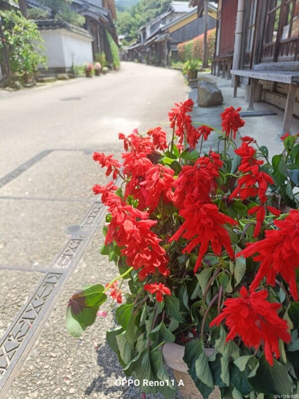 OPPO Reno11 A カメラ OPPO Reno11 AでHDR撮影した写真