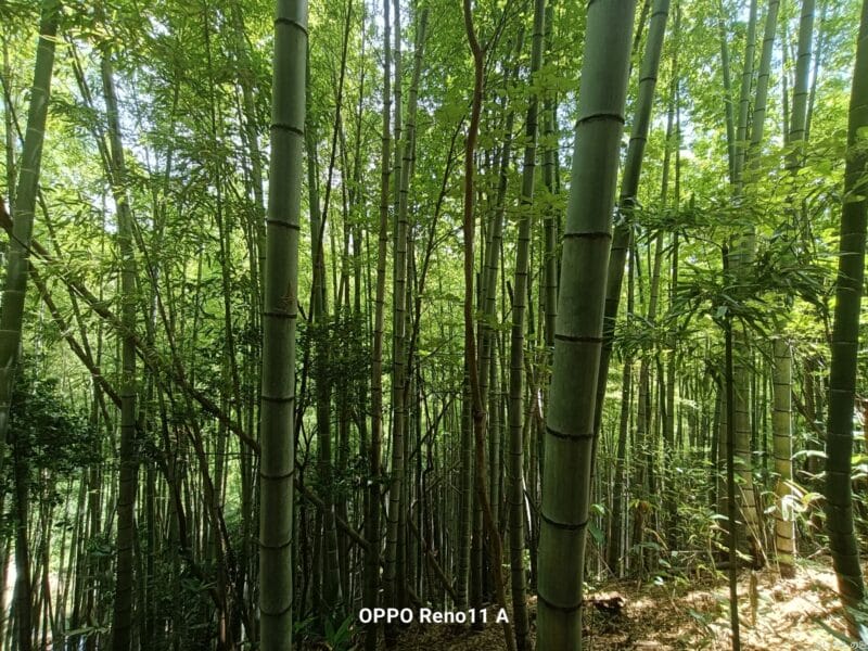 oppo reno11 a カメラ oppo reno11 a カメラの風景写真 | モバイル比較レビュー.jp OPPO Reno11 A カメラ OPPO Reno11 A カメラの風景写真