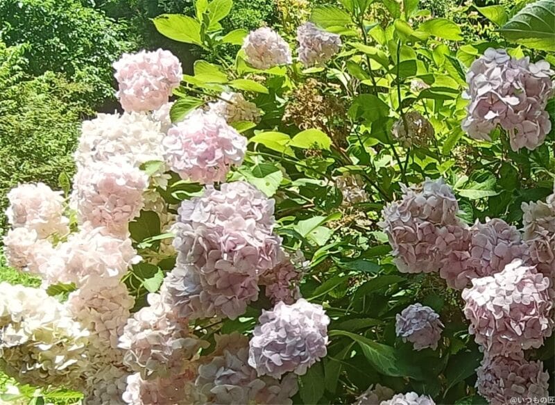 OPPO Reno11 A カメラ OPPO Reno11 A カメラの風景写真