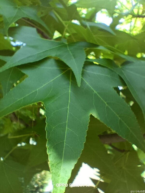 OPPO Reno11 A カメラ OPPO Reno11 Aでマクロ撮影した写真