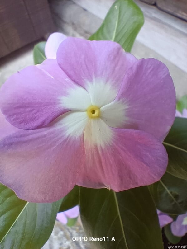 OPPO Reno11 A カメラ OPPO Reno11 Aでマクロ撮影した写真