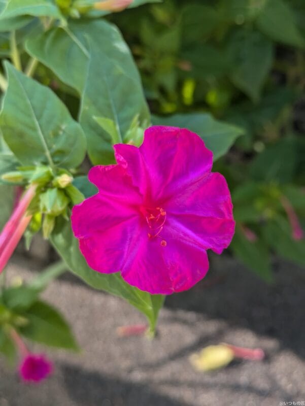 google pixel 8aでマクロ撮影した写真 | モバイル比較レビュー.jp Google Pixel 8a カメラ Google Pixel 8aでマクロ撮影した写真