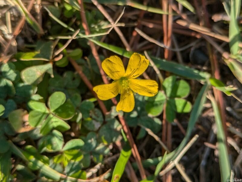 google pixel 8aでマクロ撮影した写真 | モバイル比較レビュー.jp Google Pixel 8a カメラ Google Pixel 8aでマクロ撮影した写真