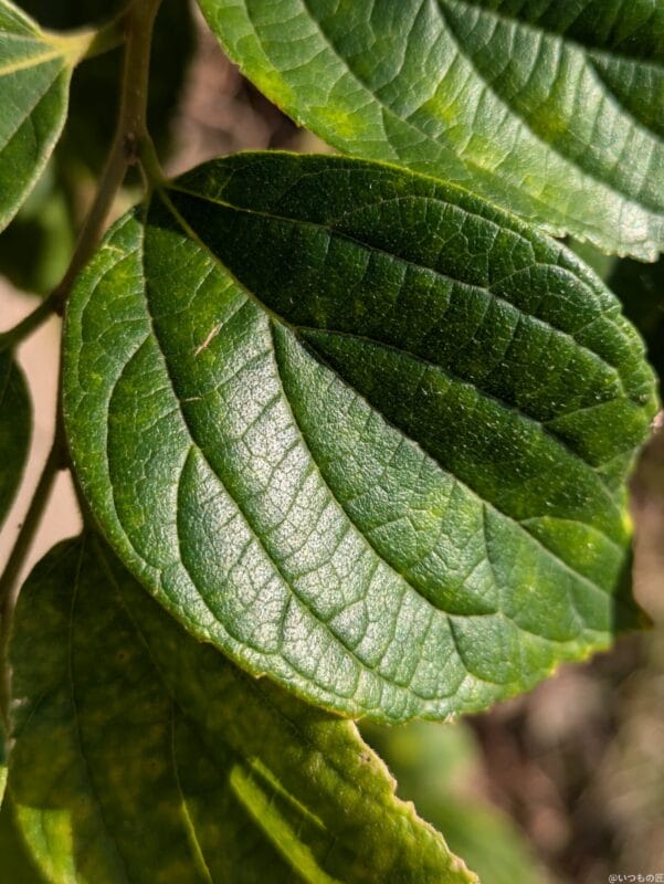 Google Pixel 8a カメラ Google Pixel 8aでマクロ撮影した写真