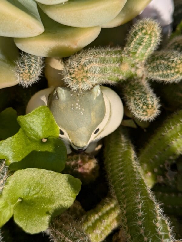 Google Pixel 8a カメラ Google Pixel 8aでマクロ撮影した写真