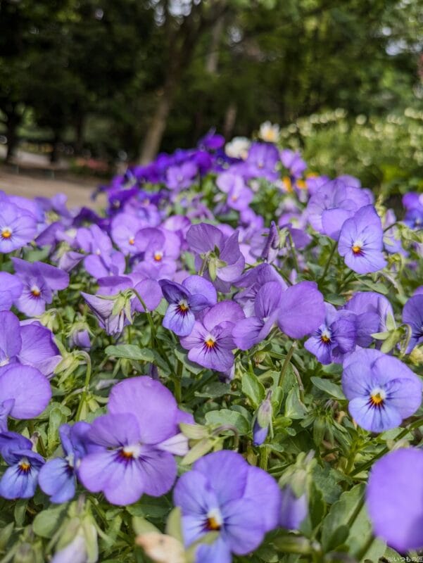 Google Pixel 8a カメラ Google Pixel 8aで撮影した風景写真