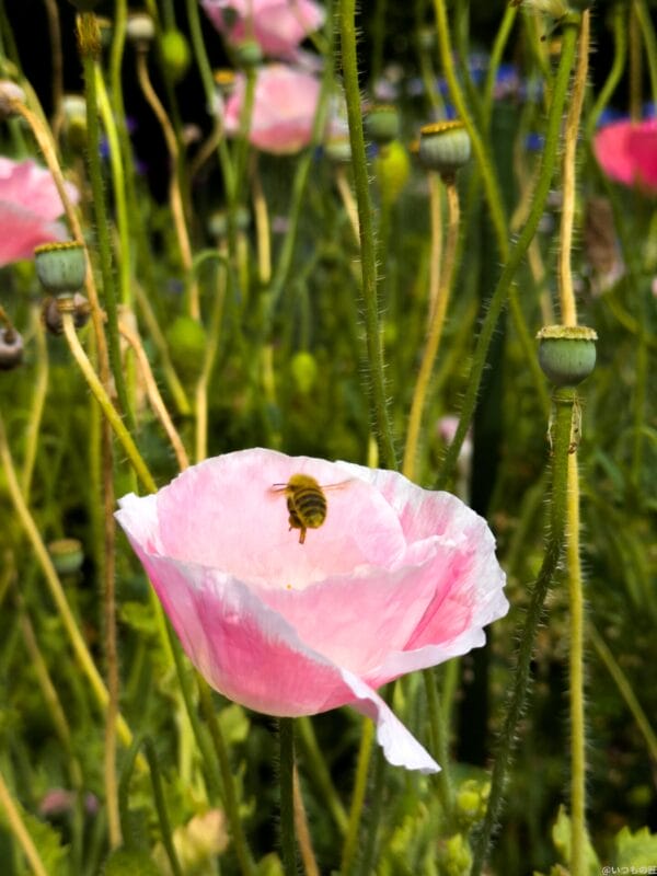 Google Pixel 8a カメラ Google Pixel 8aで撮影した風景写真