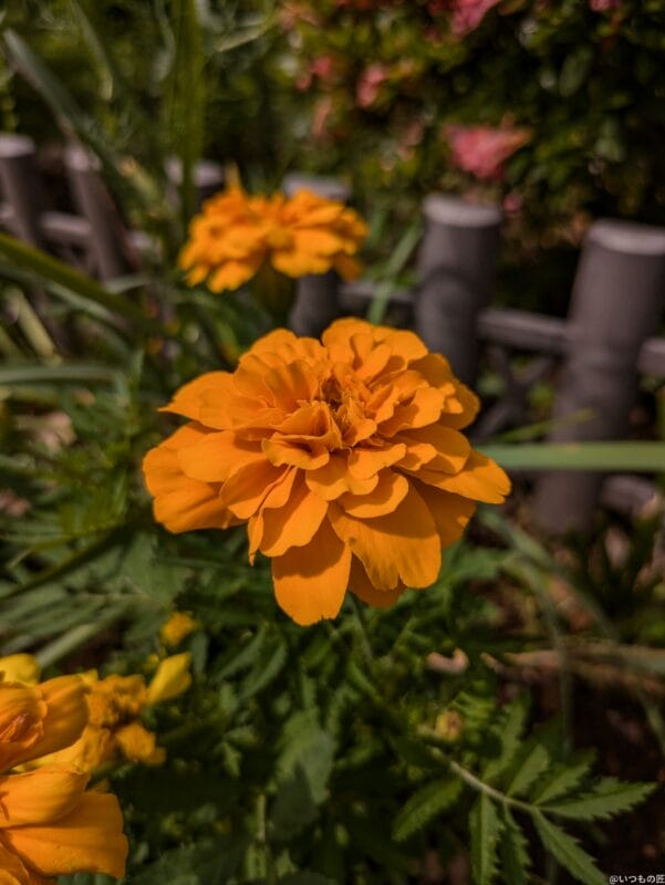 Google Pixel 8a カメラ Google Pixel 8aで撮影した風景写真