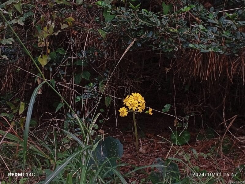 Xiaomi Redmi 14C カメラ Xiaomi Redmi 14C で撮影した風景写真